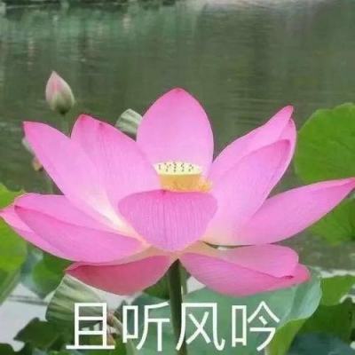 新华全媒+｜重庆潼南“油菜花经济”丰富农村经济业态